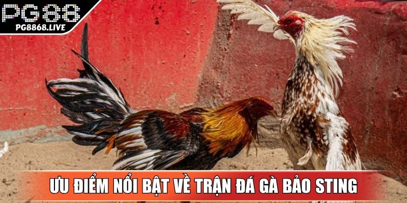 Ưu điểm nổi bật làm nên tên tuổi của Bảo Sting